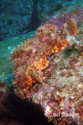 You could barely make out this Ragged Scorpionfish from a... by Bill Stewart 
